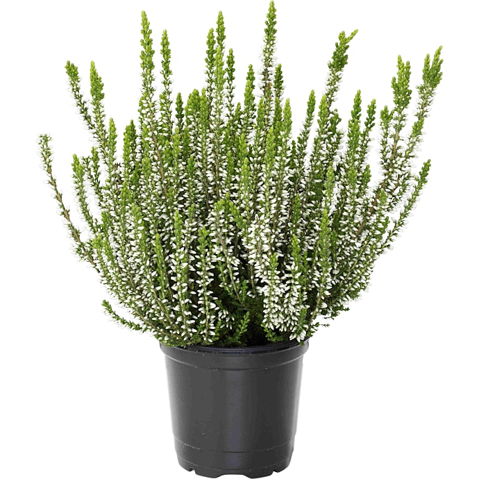 Hedelyng, Calluna vulgaris, 9 cm potte.