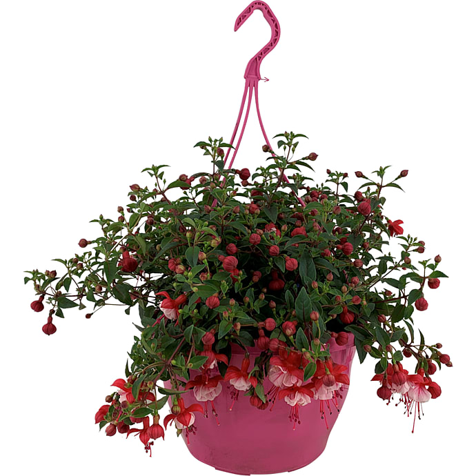 Ampelplanter
