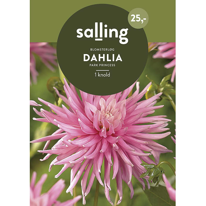 Salling Blomsterløg Dahlia Park Princess