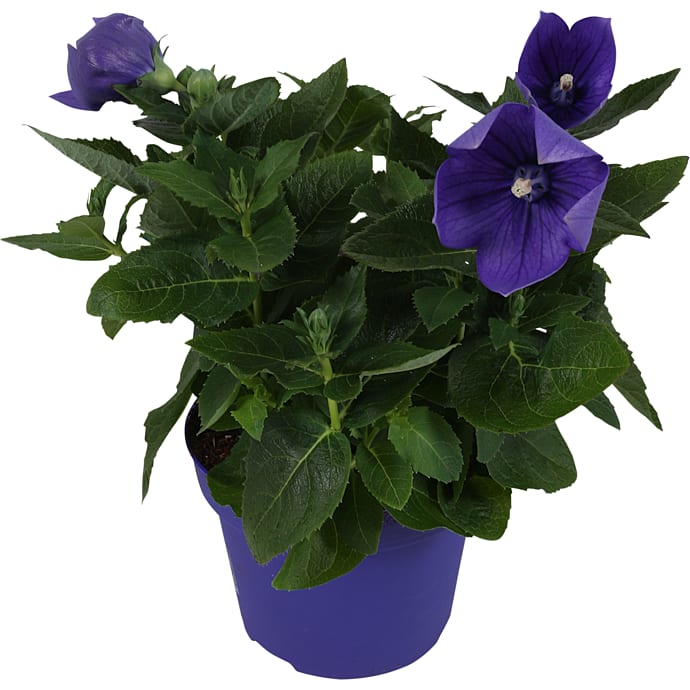 Ballonklokke Platycodon grandiflorus