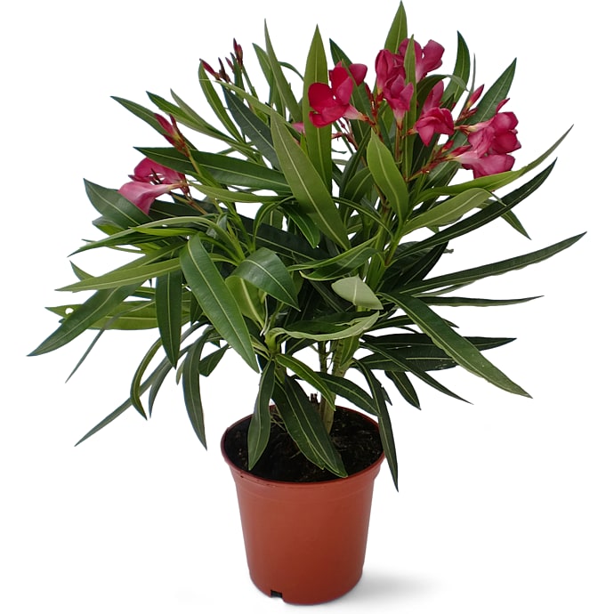 Nerie, Nerium Oleander, 14 cm potte