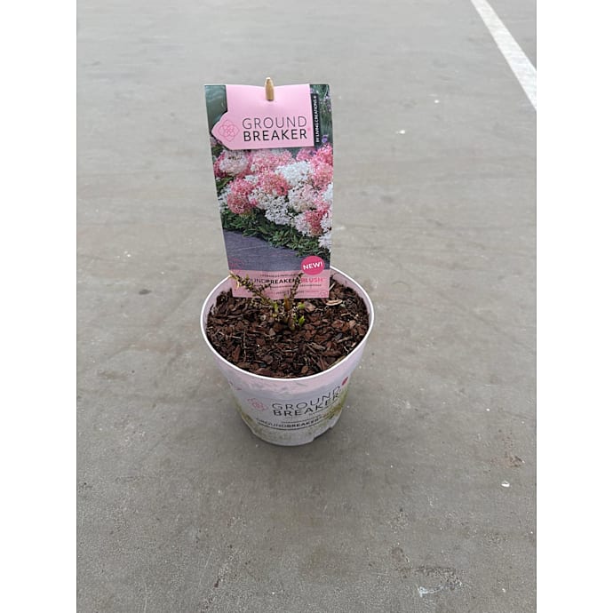 Hortensia Groundbreaker Blush