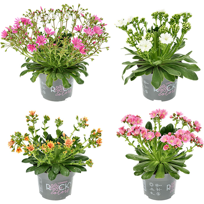 Porcelænsblomst