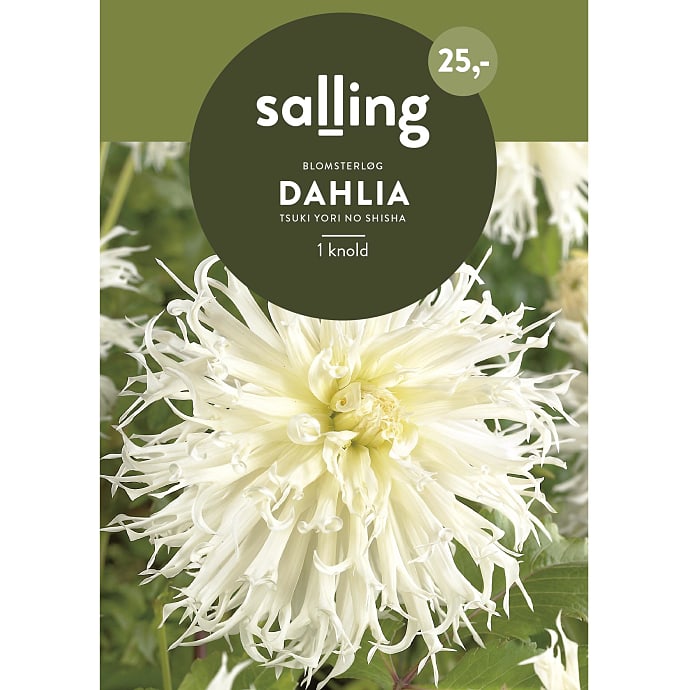 Salling Blomsterløg Dahlia Tsuki Yori No Shisha