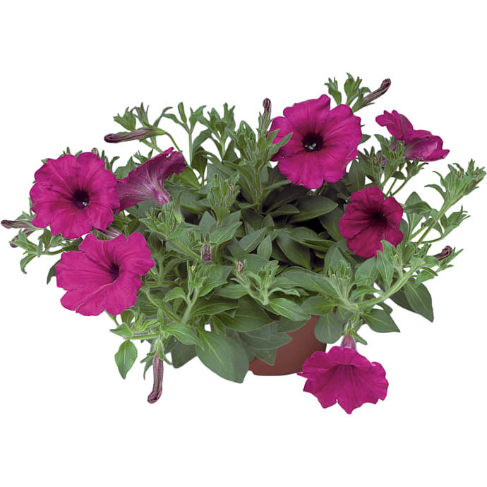 Sommerblomster