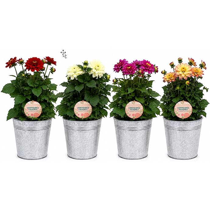 Dahlia Assorteret