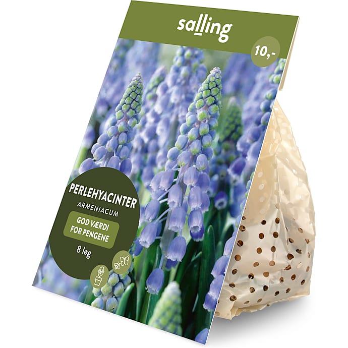Salling blomsterløg Perlehyacinter Armeniacum 8 løg