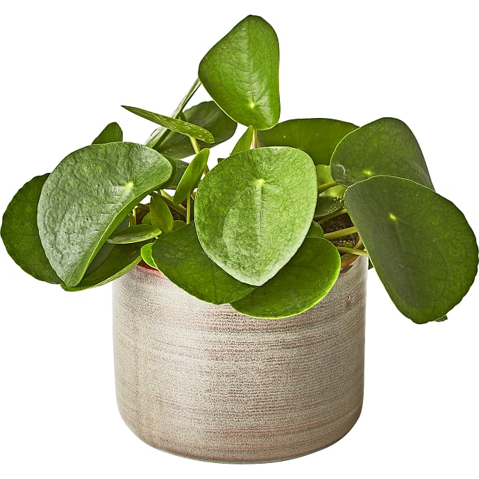 Salling Pilea Peperomioides