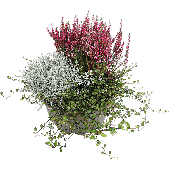 Sammenplantning, 23 cm potte