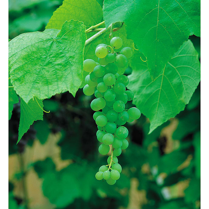 Vinstok, Vitis, 20 cm potte