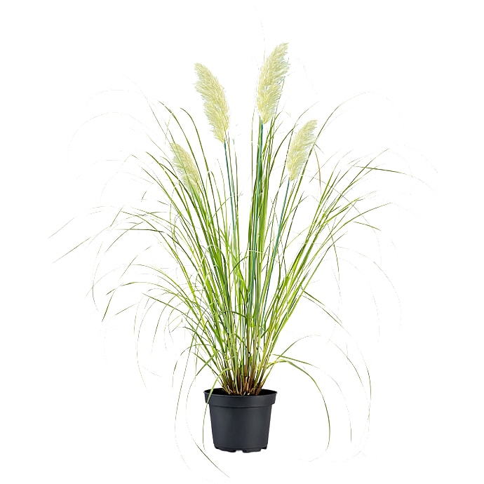 Cortaderia Pumilla Pampasgræs