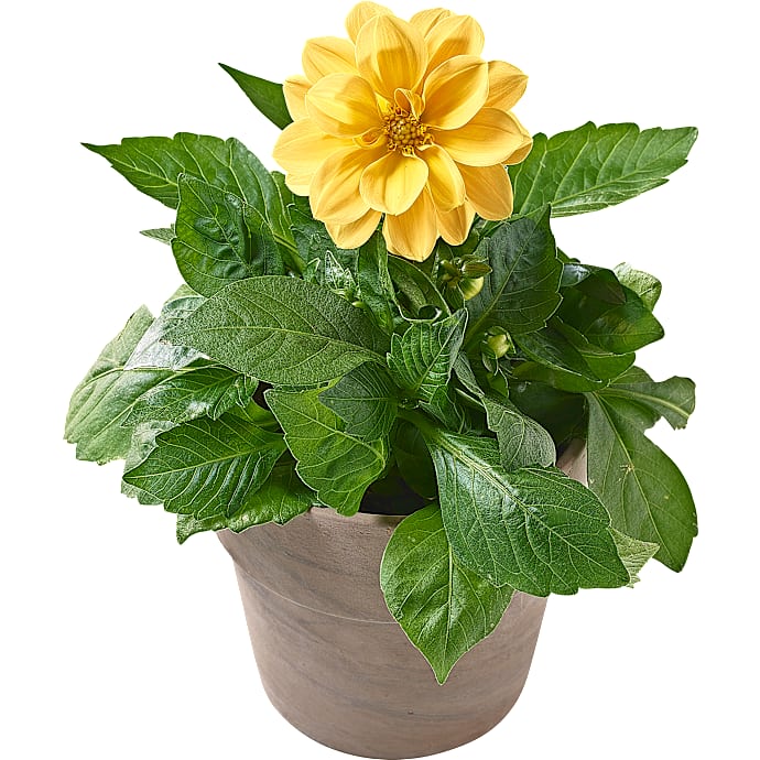 Dahlia