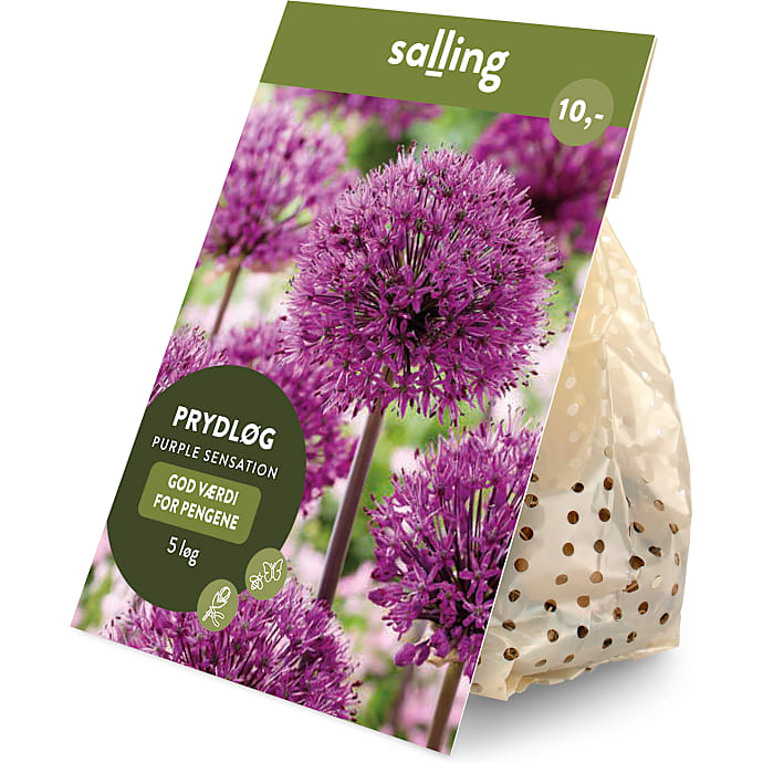 Salling blomsterløg Prydløg, Purple Sensation 5 løg