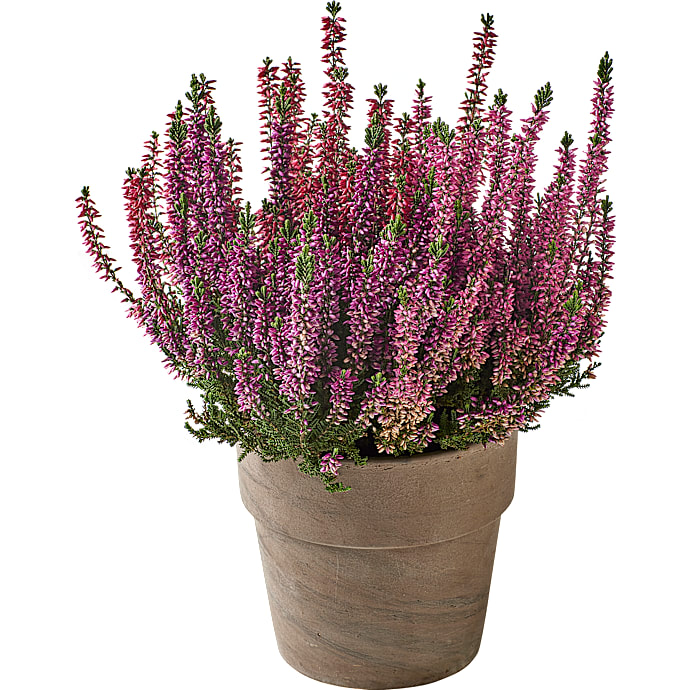 Lyng, Calluna beauty ladies trio, 13 cm potte