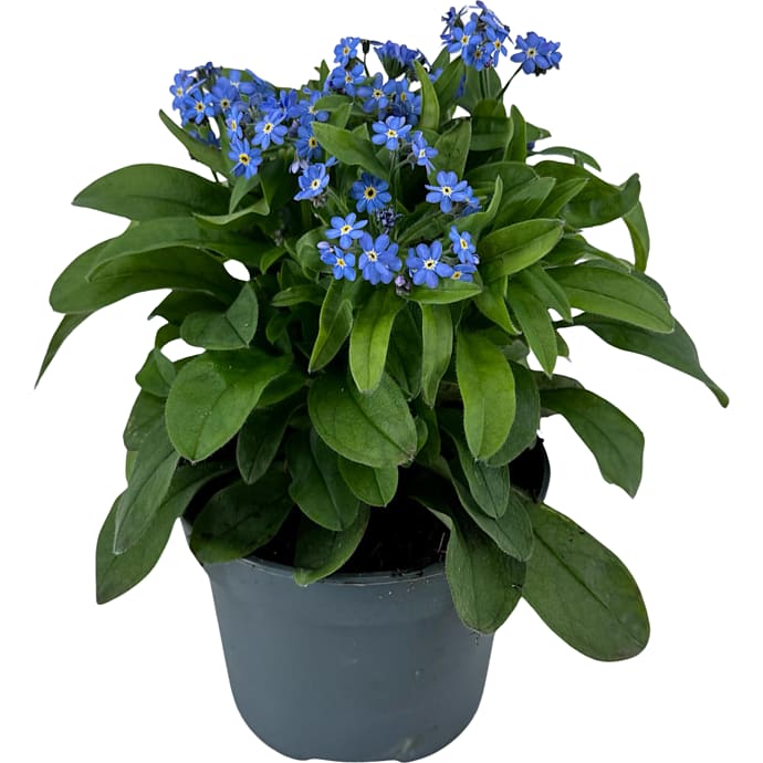 Forglemmigej Myosotis assorteret