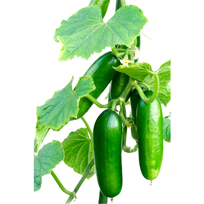 Økologiske agurkeplanter