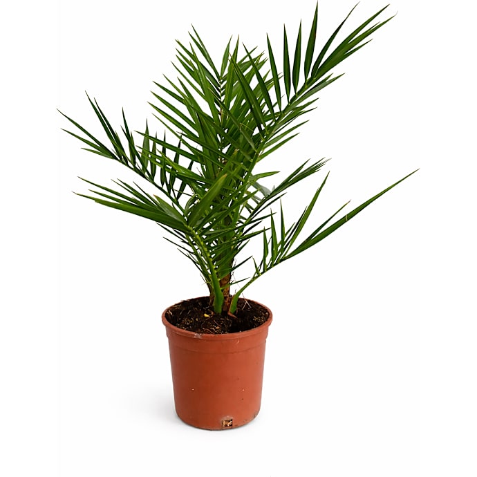 Fønikspalme Phoenix canariensis