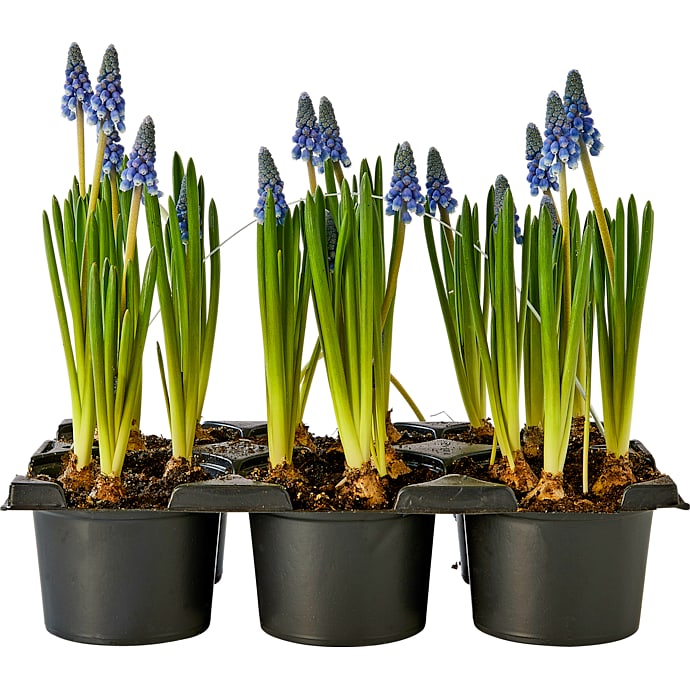 Løgplanter bakke