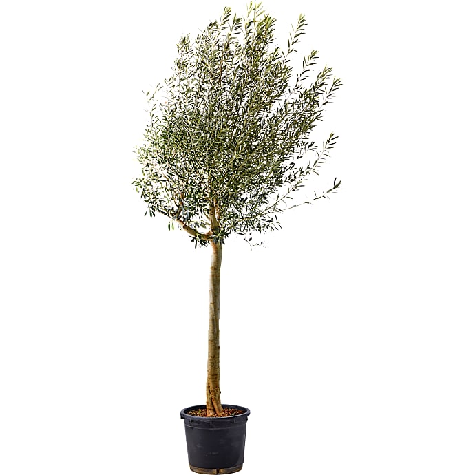 Oliventræ, Olea Europaea, 30 cm potte