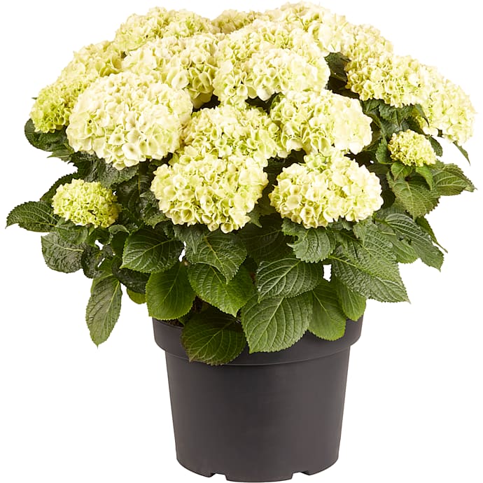 Hortensia Hydrangea Macrophylla