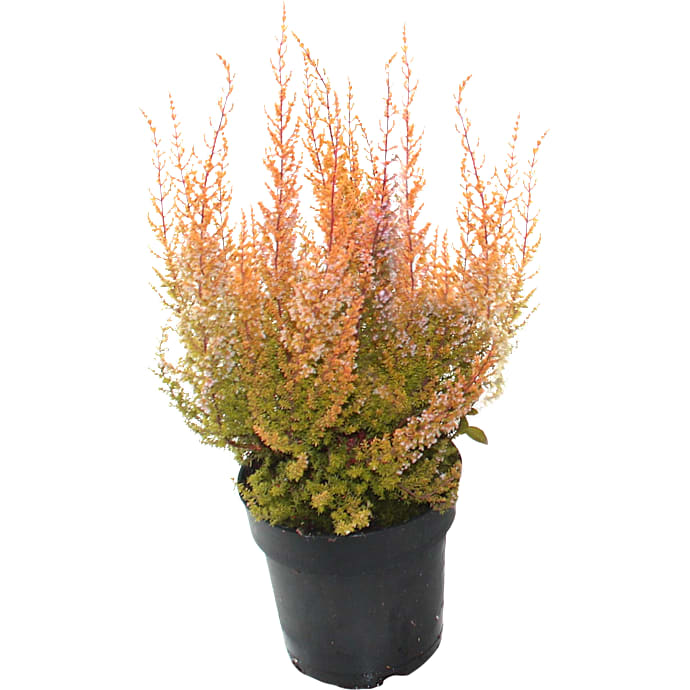 Lyng, Erica Sparsa, 12 cm potte