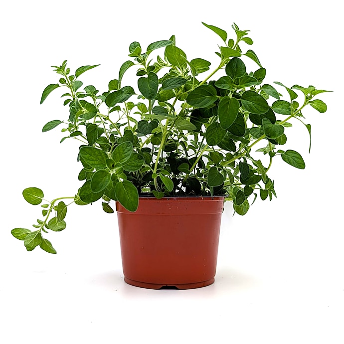 Øko Oregano