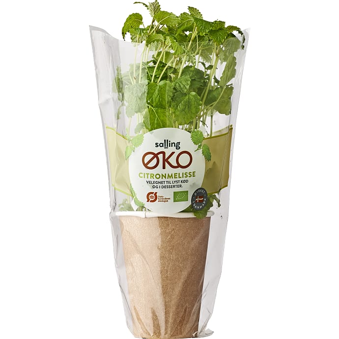 Citronmelisse øko