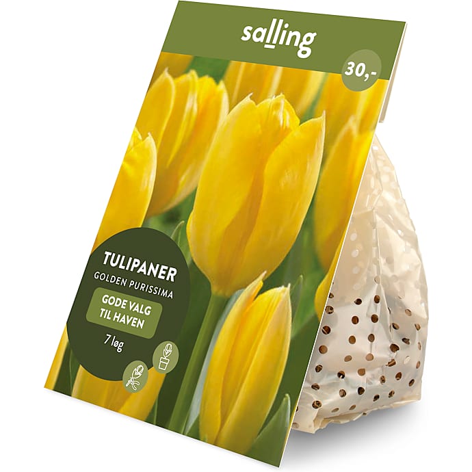 Salling blomsterløg Tulipaner Golden Purissima 7 løg