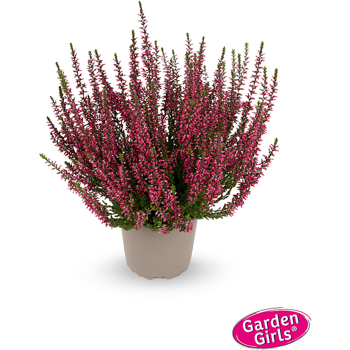 Hedelyng, Calluna Vulgaris garden girls, 11 cm potte