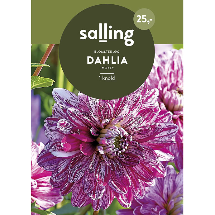 Salling Blomsterløg Dahlia Smokey