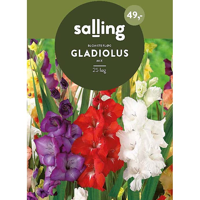Salling Blomsterløg Gladiolus