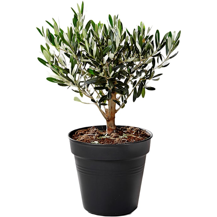 Olivenbusk, Olea Europaea, 14 cm potte