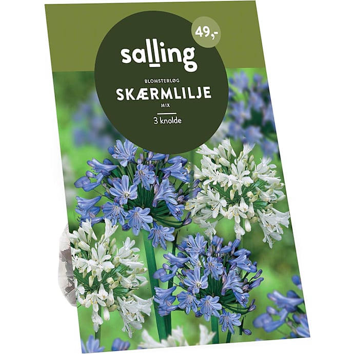 Salling blomsterløg Skærmlilje Donau