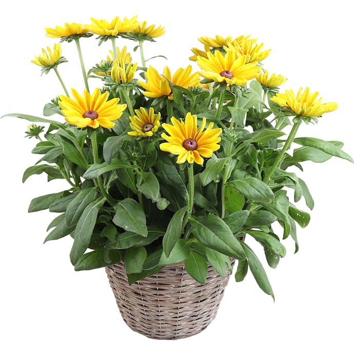 Sunbeckia Plante