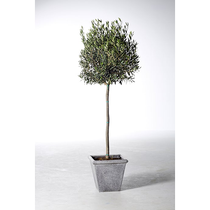 Oliventræ Olea Europaea