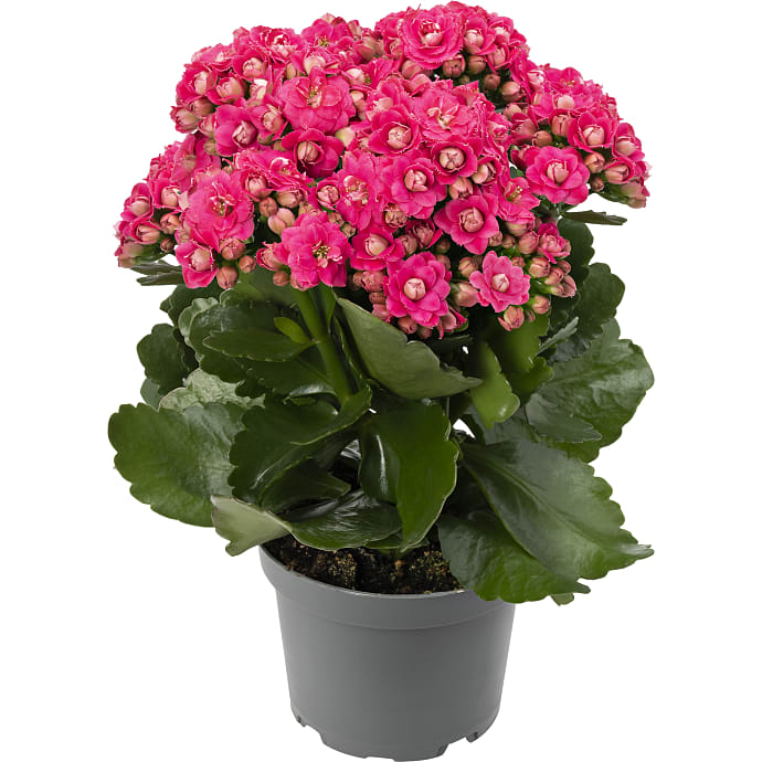 Kalanchoe Pink