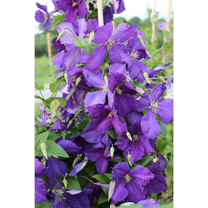 Clematis