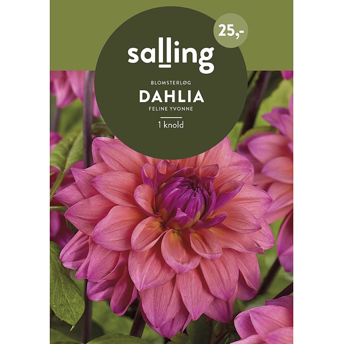 Salling Blomsterløg Dahlia Feline Yvonne
