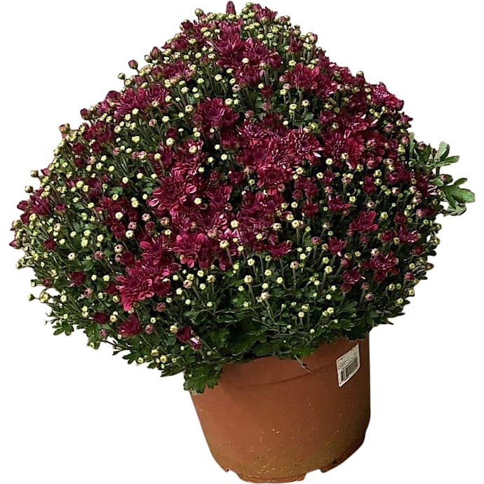 Havechrysanthemum, 26 cm potte