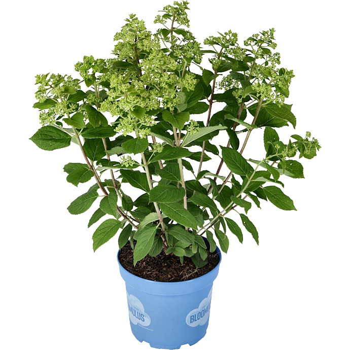 Syrenhortensia, Bloomulus Hydrangea Paniculata, 23 cm potte