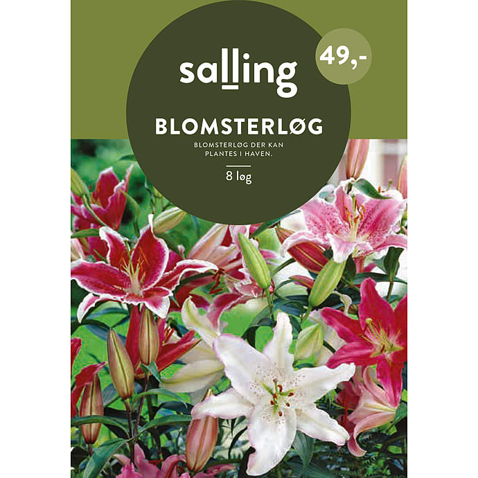 Salling Blomsterløg Liljer Oriental Mix