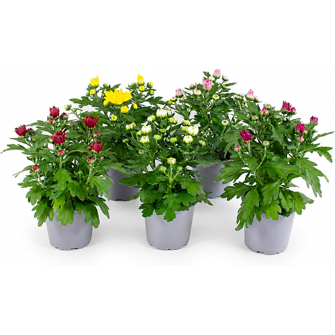 Pyntekål Brassica - flere varianter - assorteret