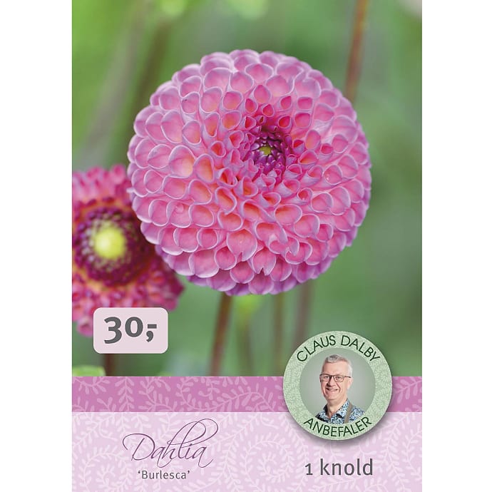 Claus Dalby Dahlia Burlesca
