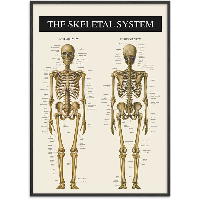 Citatplakat Skelettet 2