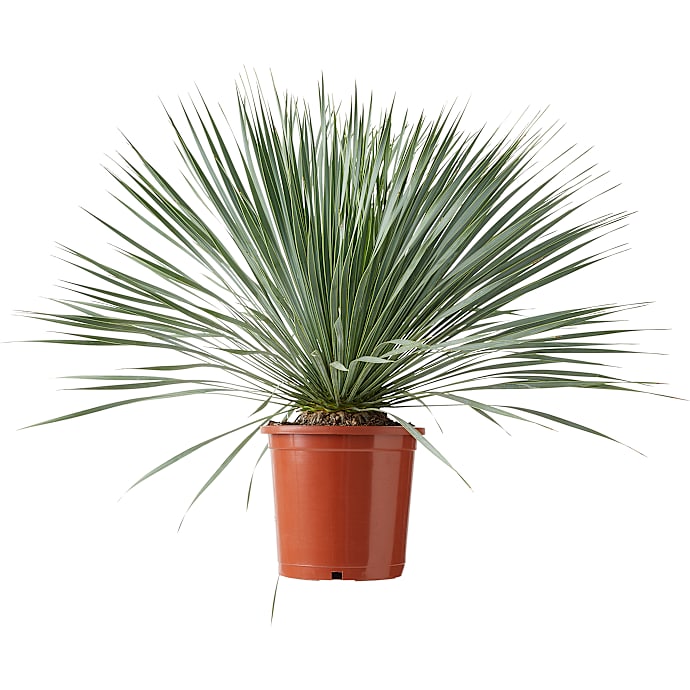 Yucca Rostrata, 25 cm potte