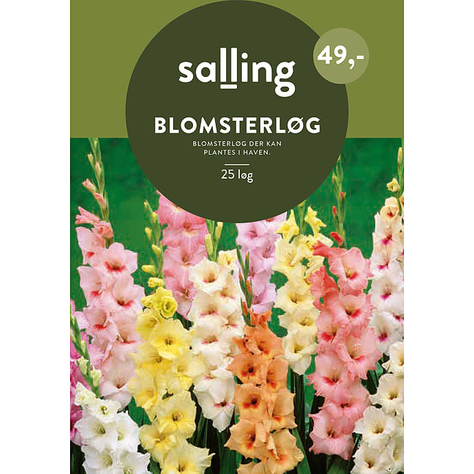 Salling blomsterløg Gladiolus Mix