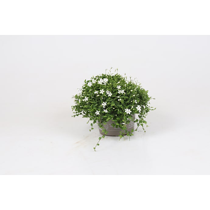 Isotoma