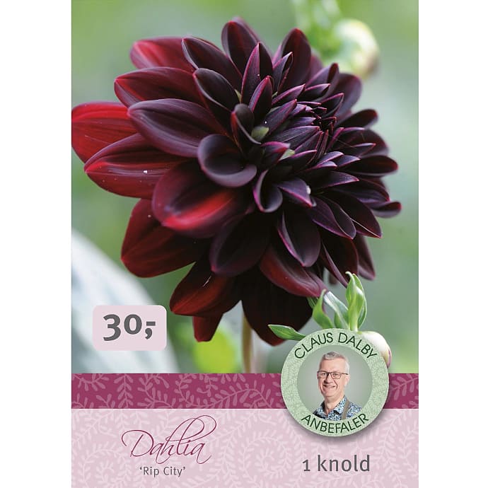 Claus Dalby Dahlia Rip City
