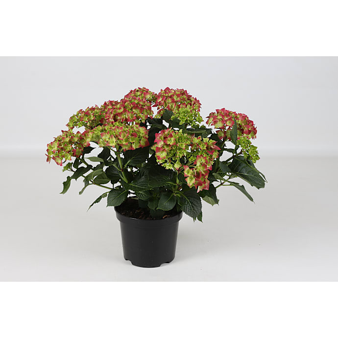 Hortensia Hydrangea Macrophylla