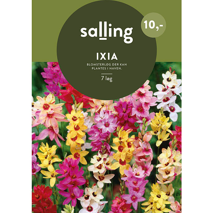 Salling Blomsterløg Ixia